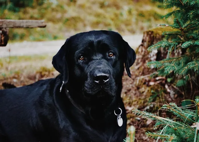 Wenzel 公寓 Sankt Martin am Grimming